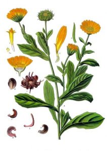 Calendula officinalis